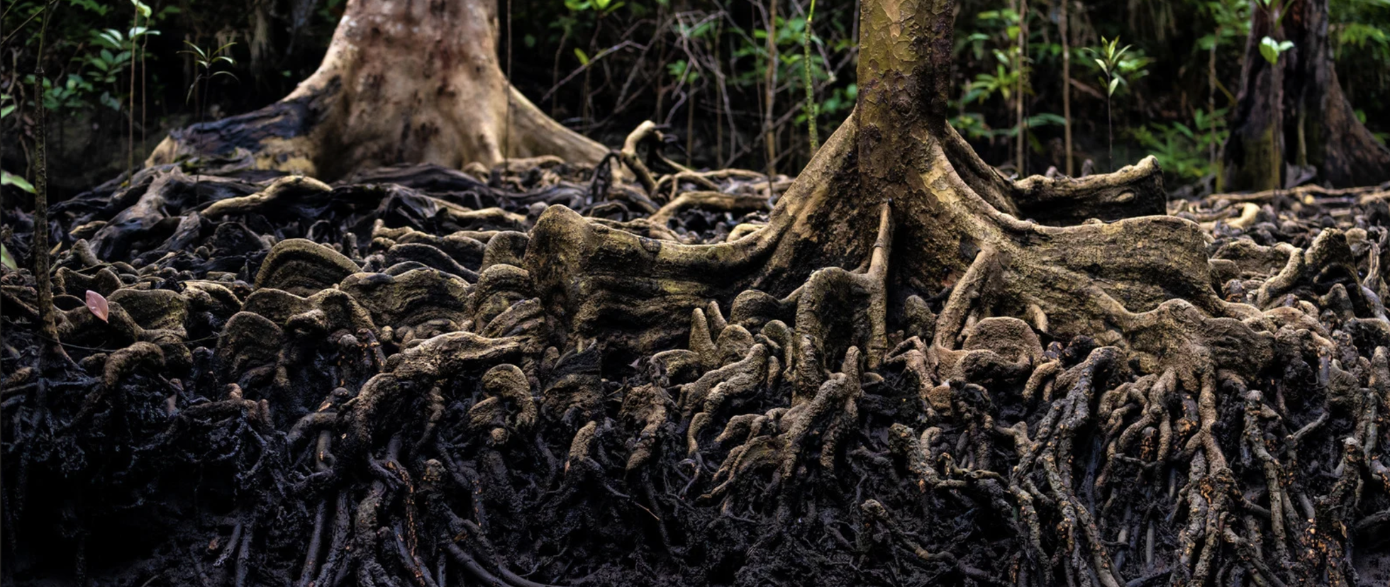 Beneath the Surface: Root Pruning Demonstration